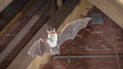 bats...