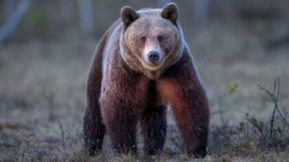 File photo of a brown bear. (Getty images)...