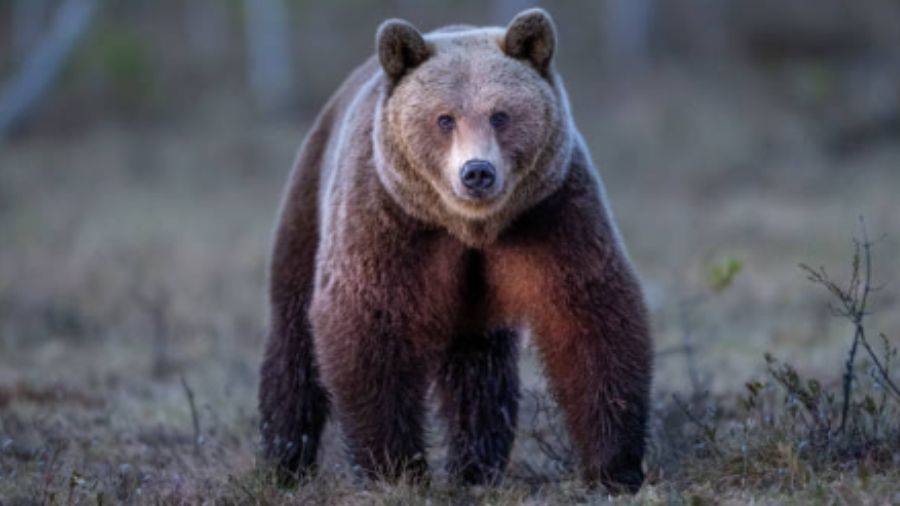 File photo of a brown bear. (Getty images)...