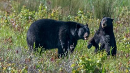 black bear and cub...
