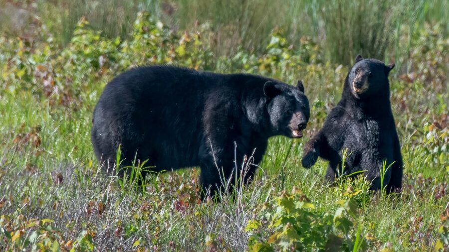 black bear and cub...