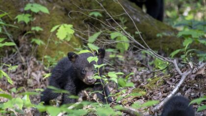 black bear cub...