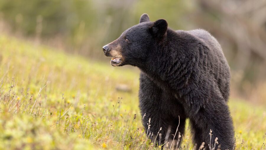 black bear...