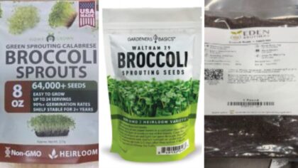 broccoli sprouts...