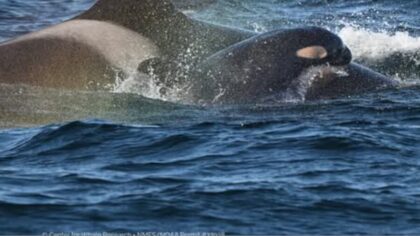 killer whale calf...