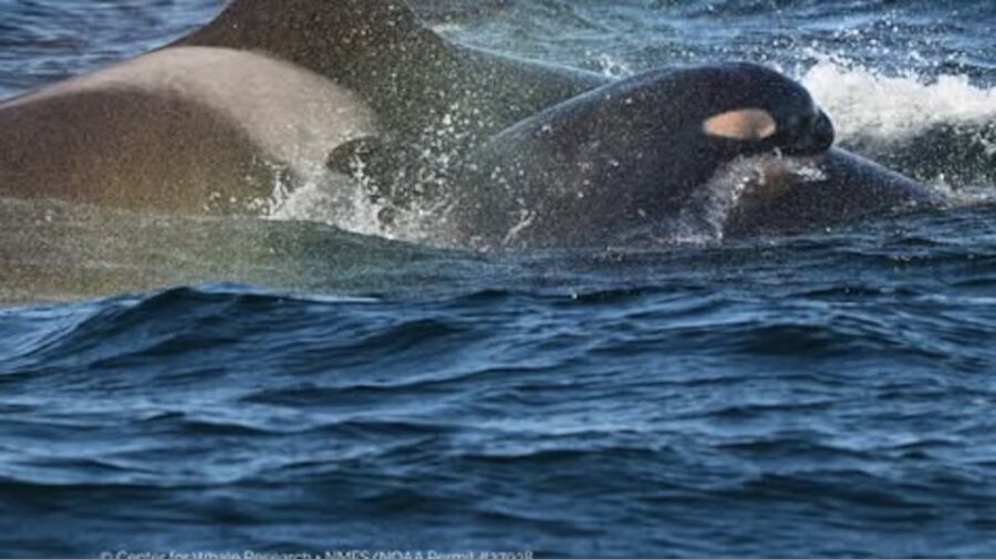 killer whale calf...