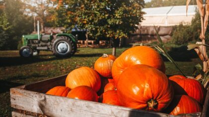pumpkin music...