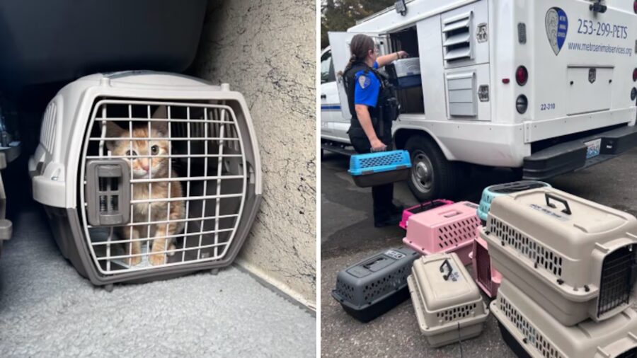 shelter cats...