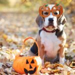 Spooky pets and tasty bites: October fun arrives in the Seattle area this weekend