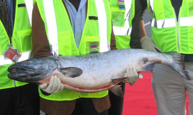The first Copper River salmon of the season arrives at Seatac Airport. (AP)...