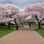 Despite some ominous-looking clouds, the blooming trees offer a cheery presence to the campus.  