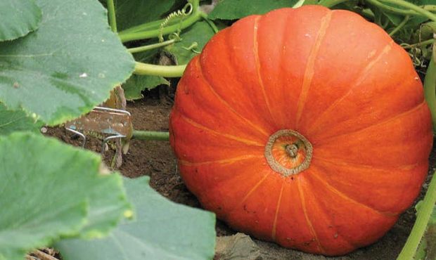 Garden expert Ciscoe Morris says there is still time to get pumpkin seeds in the ground so you can ...