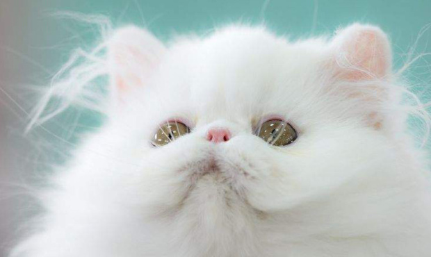 Catnip sometimes puts cats in a dreamy pose, looking up to the ceiling. (AP Photo/file)...