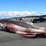 Researchers conduct a necropsy on a fin whale that washed ashore near Ocean Shores.