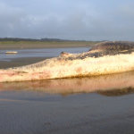 A huge whale was discovered Wednesday on the beach near Ocean Shores.