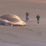 A huge fin whale was discovered beached near Ocean Shores Wednesday.