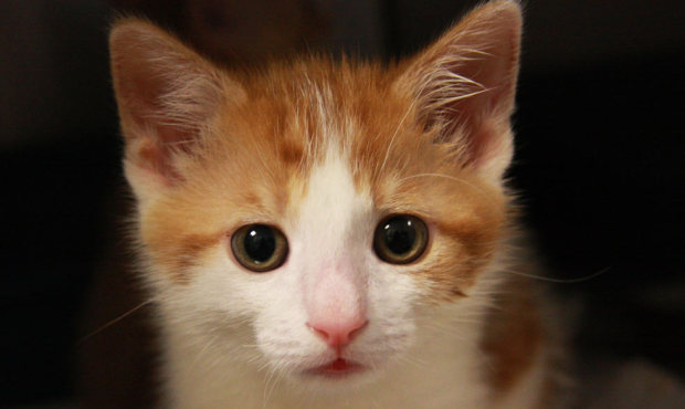 Darwin is an adorable 8-week-old kitten with a coat of orange and cream swirls. (Image courtesy Sea...