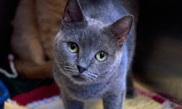 This lovely lady is Melissa, a 4-year-old kitty with a luscious gray coat....