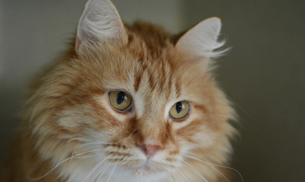 Sam is a golden-eyed heart-throb with a plump body, thick fur and a larger-than-life personality....
