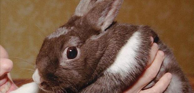 They’re pretty darned cute. But a growing number of urban farmers are raising rabbits for foo...