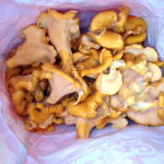 Rachel's bag of loot. About $40/$50 worth of chanterelles foraged for free.