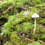 A wild white mushroom