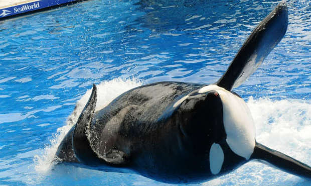 Tilikum, an orca who killed his trainer at Sea World in Orlando in 2010, is the focus of a new docu...