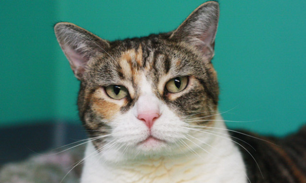Meet Mischa, an 8-year-old torbie girl! Delightfully plump, she’ll greet you with a look from...