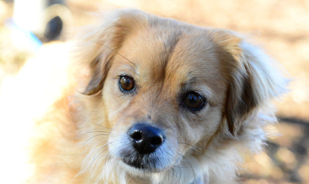 This little blondie is Ellie Mae, a 7-year-old Spaniel mix. (Image courtesy Seattle Humane Society)...