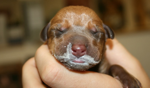 A Dori Monson Show listener tells us about what it was like to breastfeed a puppy. (AP Photo/Pet Ne...