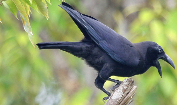 They’re the original angry birds – aggressive crows have launched their annual attacks ...