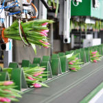 After the tulips in the greenhouse are hand cut, they are mechanically bundled for shipment. 