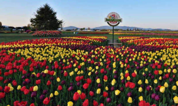 The Roozen family farm is the largest tulip grower in North America (Tulips.com)...