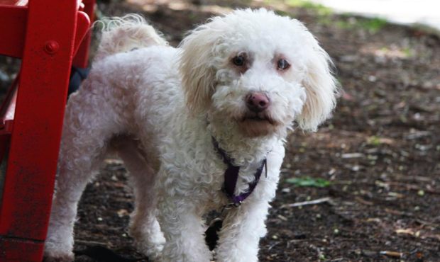 Lefty is a 2-year-old Miniature Poodle mix ready to be adopted. (Seattle Humane Society)...