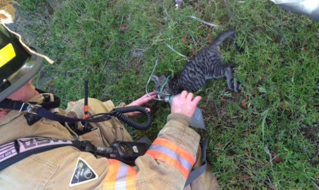 A firefighter with Central Kitsap Fire gives oxygen to a kitten who suffered smoke inhalation durin...