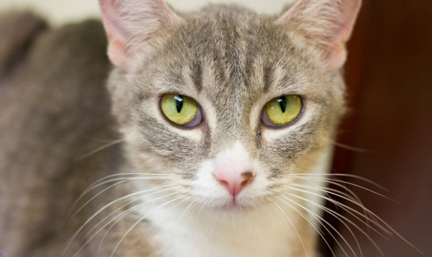 Meet Farah, a beautiful and inquisitive 10-month-old kitty. (Seattle Humane Society)...