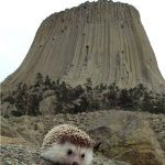 Biddy poses before Devil's Tower in Wyoming. His parents are looking forward to another potential road trip this summer.