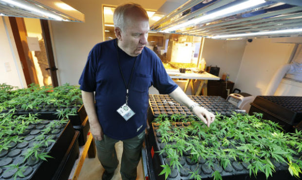 Bob Leeds inspects some marijuana clones at his Sea of Green Farms in Seattle. (AP file)...