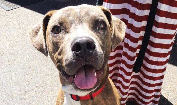 Meet Jackson! This 10-month-old Pit Bull Terrier. (Seattle Humane Society)...