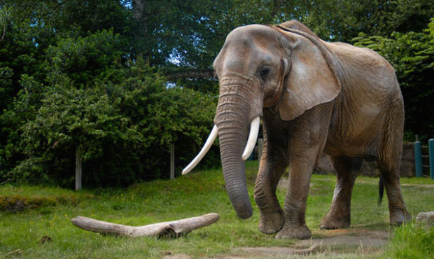 Watoto, a 45-year-old African elephant, was euthanized at Seattle’s Woodland Park Zoo Friday ...