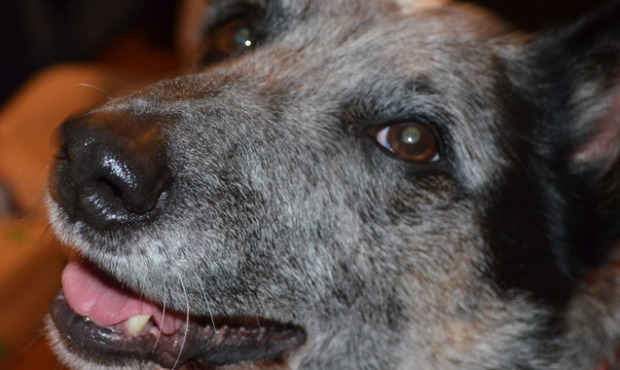 A Blue Healer named Buddy has sparked quite the controversy after he was mistakenly adopted out. No...