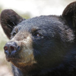 A blind 14-year-old from Yakima went hunting with a Washington group to kill a 300-pound black bear.  (AP)