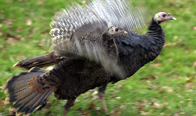 15 most hunted animals in Washington state - MyNorthwest.com