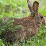The snowshoe hare was named for the large size of its hind feet and the marks its tail leaves.

Harvest total in 2013: 614
Total hunters: 644