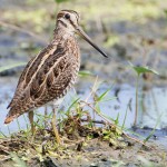 The snipe is more common in Eastern Washington than in Western Washington.

Harvest total in 2013: 1,155 	
Total hunters: 375