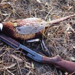 When hunting pheasant, the WDFW says to be as sneaky and quiet as possible, avoiding loud talking, whistling for your dog too frequently and other noises that might alert the birds you're there.

Total harvest in 2013: 36,752
Total hunters: 14,085 	