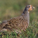 According to the Washington Department of Fish and Wildlife, it's a safe bet that many, if not most gray partridges are taken incidentally by hunters targeting pheasant, quail or chukar.

Total harvest in 2013: 3,253
Total hunters: 1,856 	
