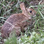 There are two types of cottontail rabbit in Washington, Nutell's and the Eastern cottontail rabbit.

Total harvest in 2013: 6,793
Total hunters: 2,206 	