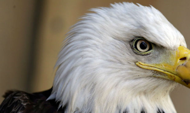 The long term survival of Bald Eagles and other birds is at risk from global warming, a new study b...