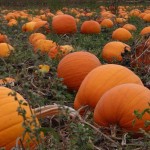Select a pumpkin from the farmstand or pick one fresh from the field, then send your kids through the hay bale maze.

Located at:
2431 Highway 530
Arlington, WA 98223

Find the pumpkin patch online here.
